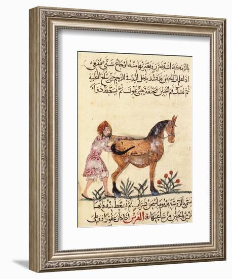 Veterinary Surgeon Helping a Horse to Foal, Miniature, Islamic Art, 13th Century-null-Framed Giclee Print