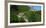 Vianden Castle in the canton of Vianden, Grand Duchy of Luxembourg, Europe-Hans-Peter Merten-Framed Photographic Print