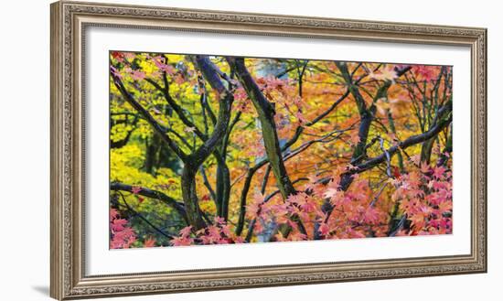 Vibrant Autumn-Peter Adams-Framed Giclee Print