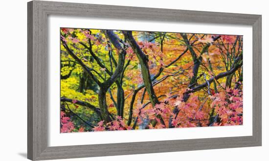 Vibrant Autumn-Peter Adams-Framed Giclee Print