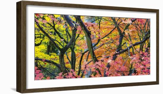 Vibrant Autumn-Peter Adams-Framed Giclee Print