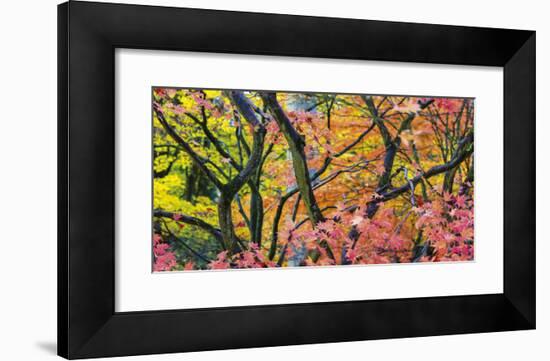 Vibrant Autumn-Peter Adams-Framed Giclee Print