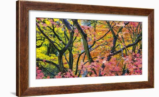 Vibrant Autumn-Peter Adams-Framed Giclee Print