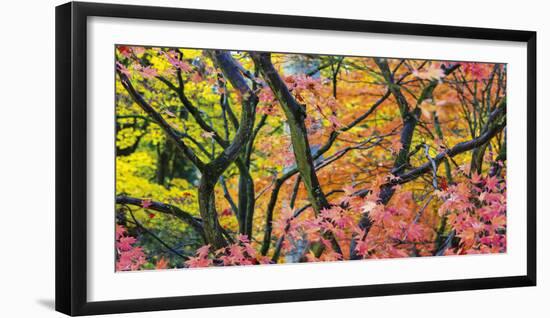 Vibrant Autumn-Peter Adams-Framed Giclee Print