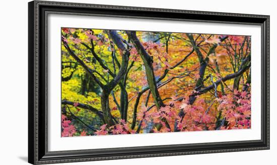 Vibrant Autumn-Peter Adams-Framed Giclee Print