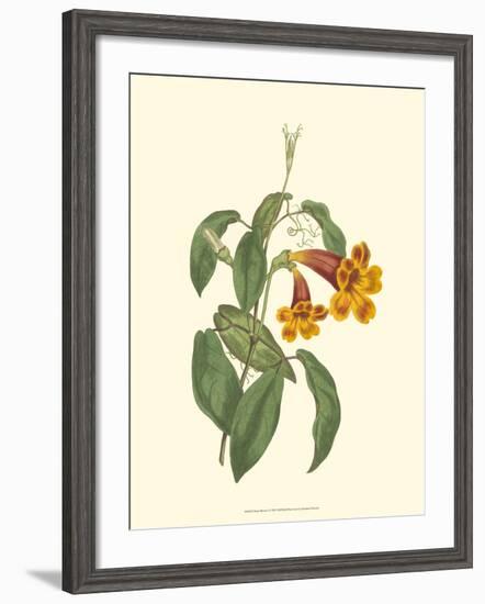 Vibrant Blooms I-Sydenham Teast Edwards-Framed Art Print