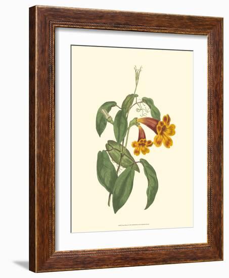 Vibrant Blooms I-Sydenham Teast Edwards-Framed Art Print