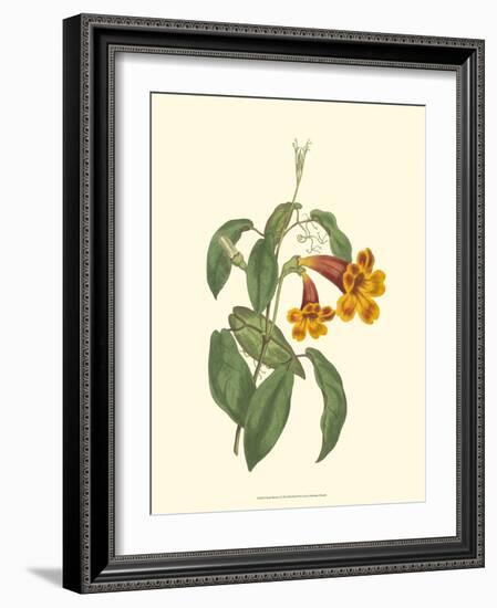 Vibrant Blooms I-Sydenham Teast Edwards-Framed Art Print