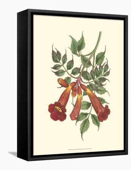 Vibrant Blooms II-Sydenham Teast Edwards-Framed Stretched Canvas