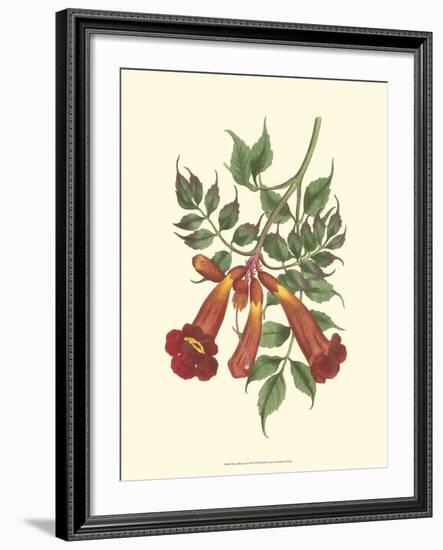 Vibrant Blooms II-Sydenham Teast Edwards-Framed Art Print