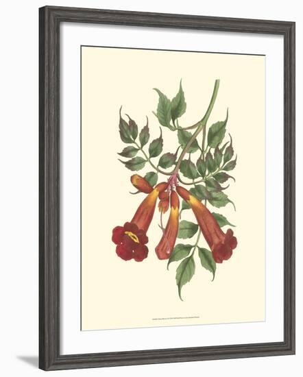 Vibrant Blooms II-Sydenham Teast Edwards-Framed Art Print