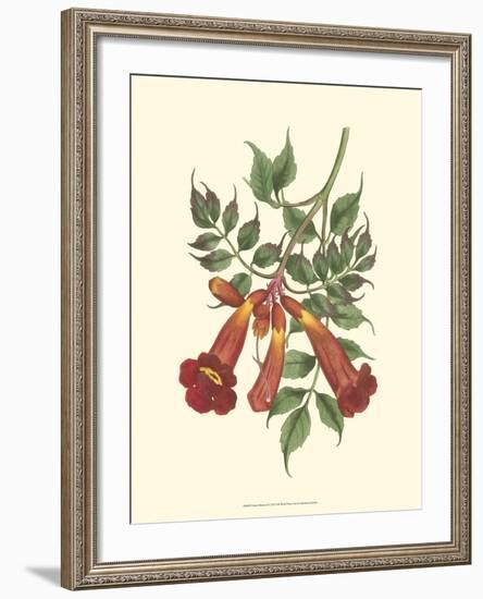 Vibrant Blooms II-Sydenham Teast Edwards-Framed Art Print