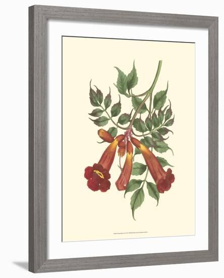 Vibrant Blooms II-Sydenham Teast Edwards-Framed Art Print