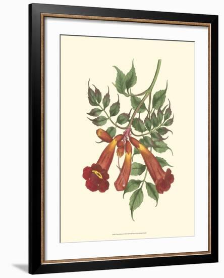 Vibrant Blooms II-Sydenham Teast Edwards-Framed Art Print