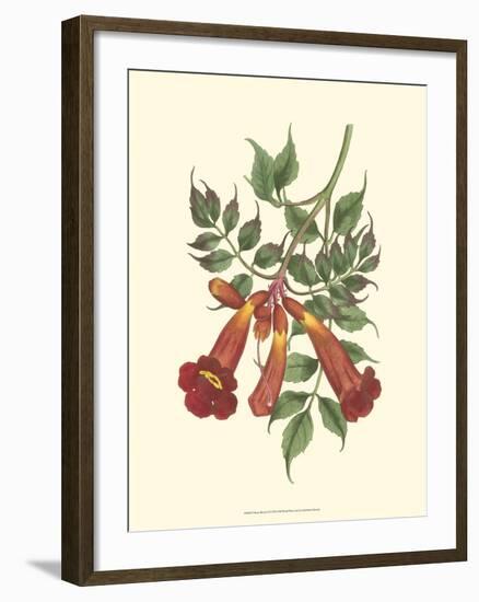 Vibrant Blooms II-Sydenham Teast Edwards-Framed Art Print