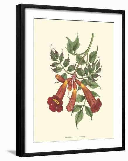 Vibrant Blooms II-Sydenham Teast Edwards-Framed Art Print