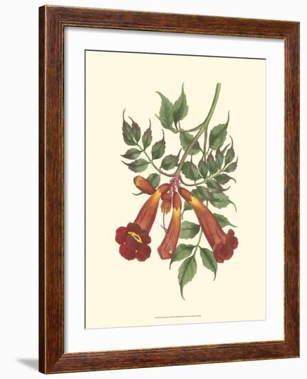 Vibrant Blooms II-Sydenham Teast Edwards-Framed Art Print