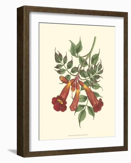 Vibrant Blooms II-Sydenham Teast Edwards-Framed Art Print