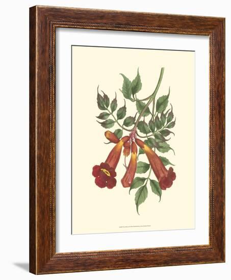 Vibrant Blooms II-Sydenham Teast Edwards-Framed Art Print