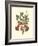 Vibrant Blooms II-Sydenham Teast Edwards-Framed Art Print
