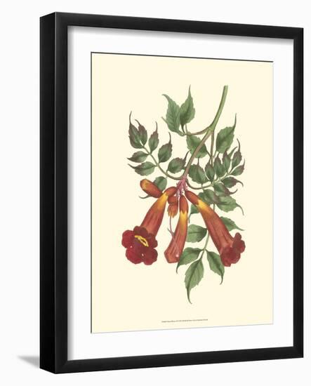 Vibrant Blooms II-Sydenham Teast Edwards-Framed Art Print