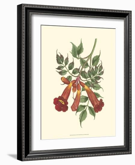 Vibrant Blooms II-Sydenham Teast Edwards-Framed Art Print