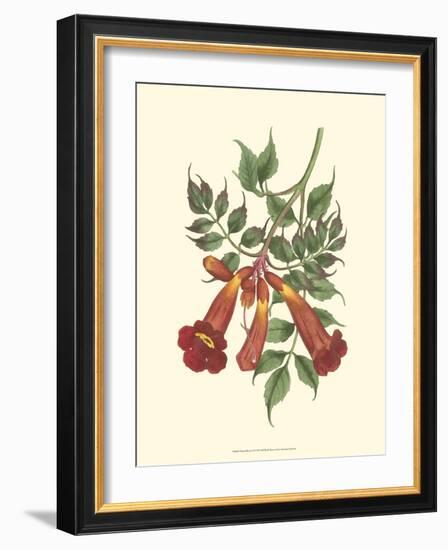 Vibrant Blooms II-Sydenham Teast Edwards-Framed Art Print