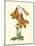 Vibrant Blooms III-Sydenham Teast Edwards-Mounted Art Print