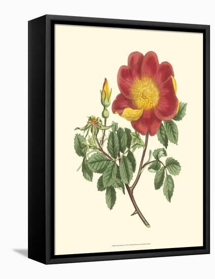 Vibrant Blooms IV-Sydenham Teast Edwards-Framed Stretched Canvas