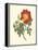 Vibrant Blooms IV-Sydenham Teast Edwards-Framed Stretched Canvas