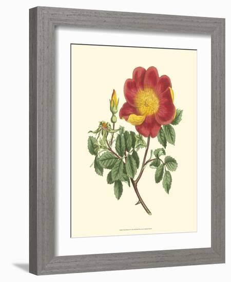 Vibrant Blooms IV-Sydenham Teast Edwards-Framed Art Print