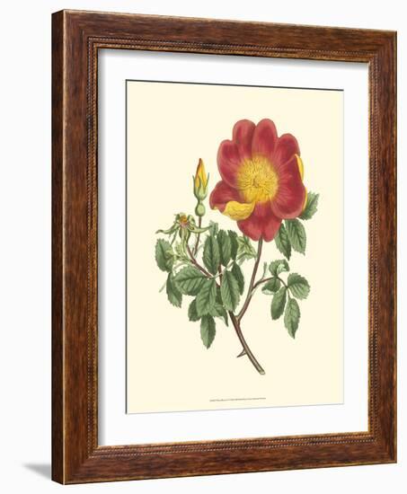 Vibrant Blooms IV-Sydenham Teast Edwards-Framed Art Print