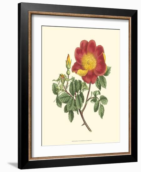 Vibrant Blooms IV-Sydenham Teast Edwards-Framed Art Print