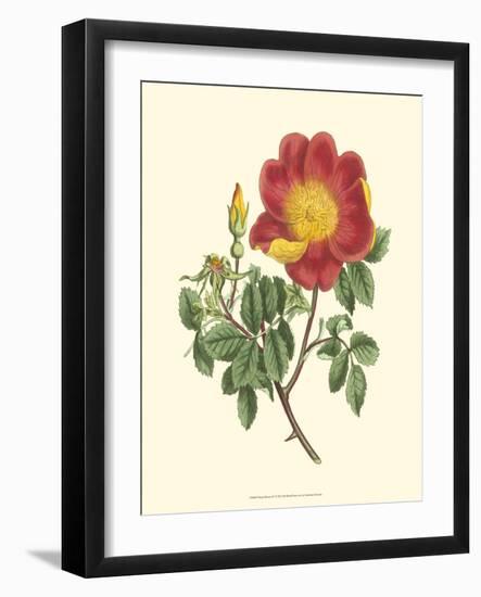 Vibrant Blooms IV-Sydenham Teast Edwards-Framed Art Print