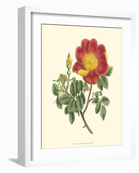 Vibrant Blooms IV-Sydenham Teast Edwards-Framed Art Print