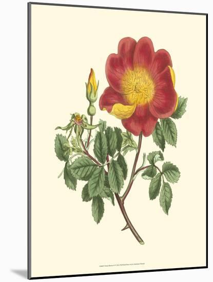 Vibrant Blooms IV-Sydenham Teast Edwards-Mounted Art Print