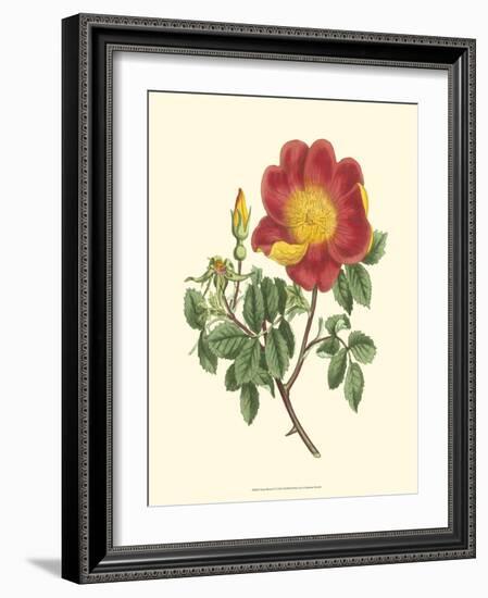 Vibrant Blooms IV-Sydenham Teast Edwards-Framed Art Print