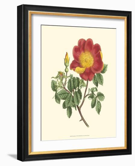 Vibrant Blooms IV-Sydenham Teast Edwards-Framed Art Print