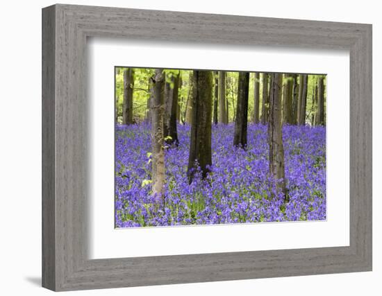 Vibrant Bluebell Carpet Spring Forest Landscape-Veneratio-Framed Photographic Print