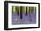 Vibrant Bluebell Carpet Spring Forest Landscape-Veneratio-Framed Photographic Print