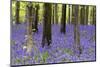 Vibrant Bluebell Carpet Spring Forest Landscape-Veneratio-Mounted Photographic Print