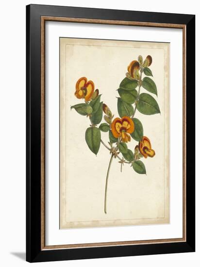 Vibrant Botanicals II-null-Framed Art Print