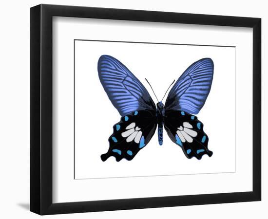 Vibrant Butterfly III-Julia Bosco-Framed Art Print