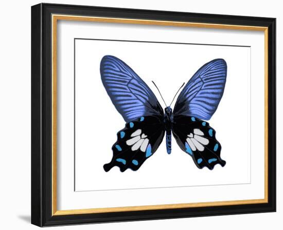 Vibrant Butterfly III-Julia Bosco-Framed Art Print