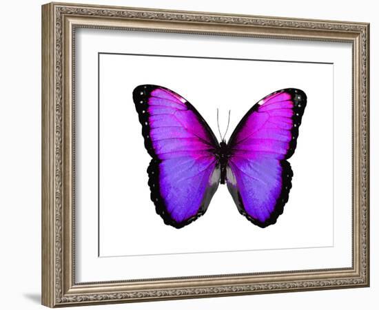 Vibrant Butterfly IV-Julia Bosco-Framed Art Print