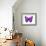 Vibrant Butterfly IV-Julia Bosco-Framed Art Print displayed on a wall