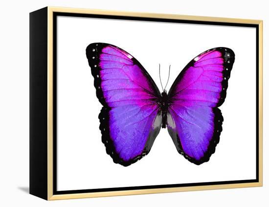 Vibrant Butterfly IV-Julia Bosco-Framed Stretched Canvas