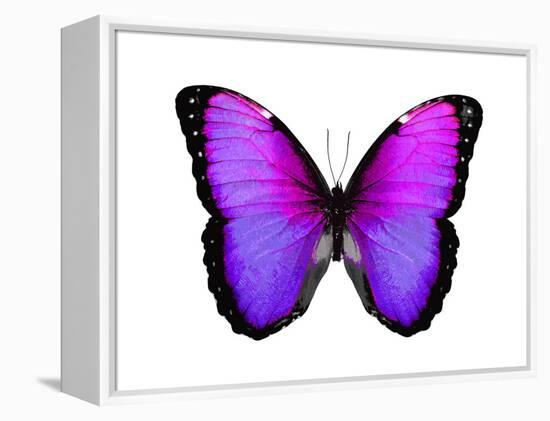 Vibrant Butterfly IV-Julia Bosco-Framed Stretched Canvas