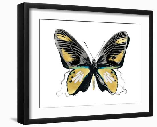 Vibrant Butterfly VI-Julia Bosco-Framed Art Print