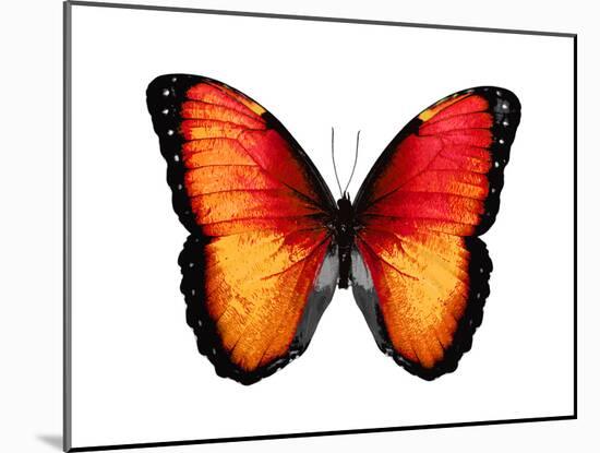 Vibrant Butterfly VI-Julia Bosco-Mounted Art Print